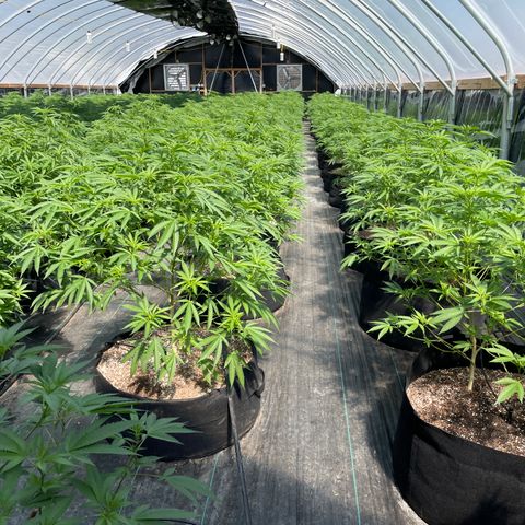 Unknown strain growlog timeline photo