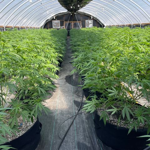 Unknown strain growlog timeline photo