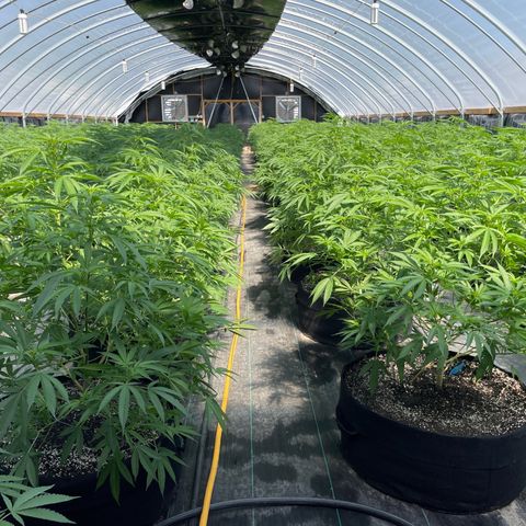 Unknown strain growlog timeline photo