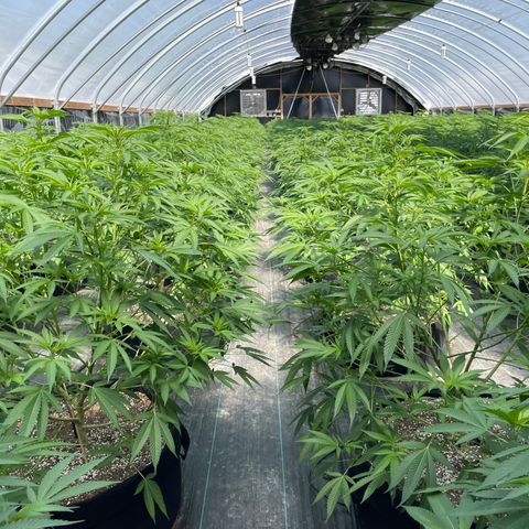 Unknown strain growlog timeline photo