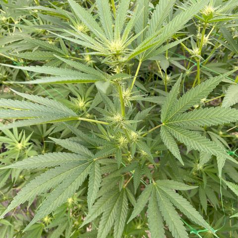 Unknown strain growlog timeline photo