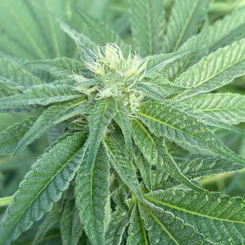 Unknown strain growlog timeline photo