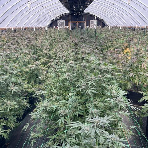 Unknown strain growlog timeline photo