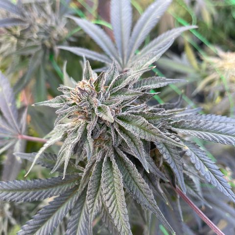 Unknown strain growlog timeline photo