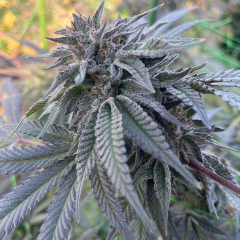 Unknown strain growlog timeline photo