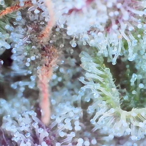 Unknown strain growlog timeline photo