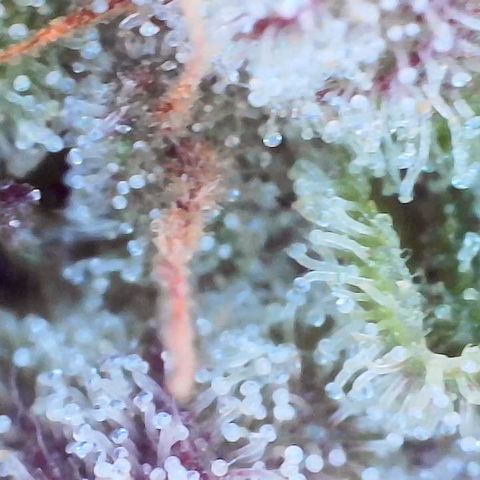 Unknown strain growlog timeline photo
