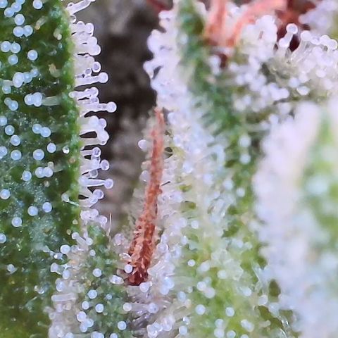 Unknown strain growlog timeline photo