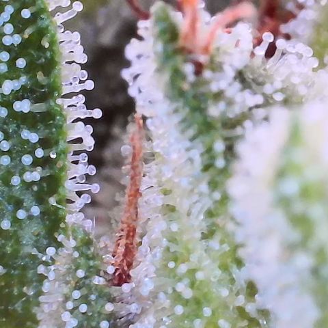 Unknown strain growlog timeline photo