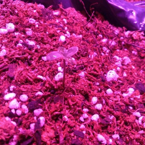 Tangie XXL Auto growlog timeline photo