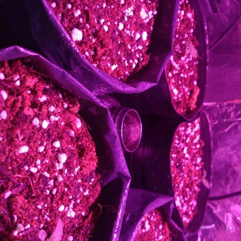 Tangie XXL Auto growlog timeline photo