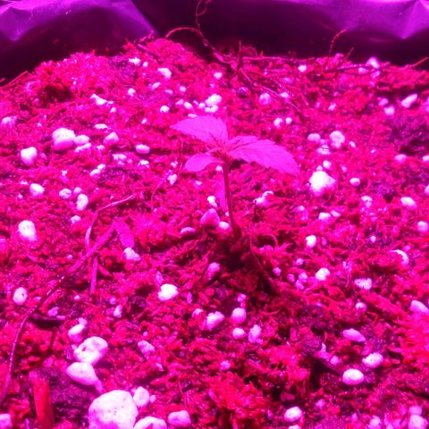 Tangie XXL Auto growlog timeline photo