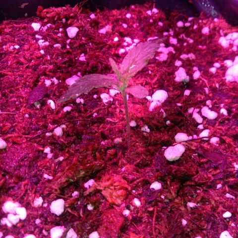 Tangie XXL Auto growlog timeline photo
