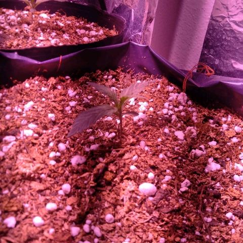 Tangie XXL Auto growlog photo: TANGIE en su día 10.
