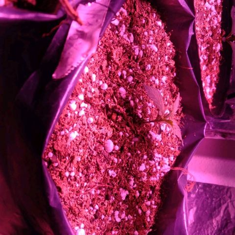 Tangie XXL Auto growlog photo: TANGIE en su día 10.