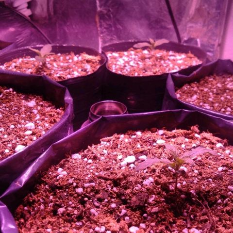 Tangie XXL Auto growlog photo: TANGIE en su día 10.