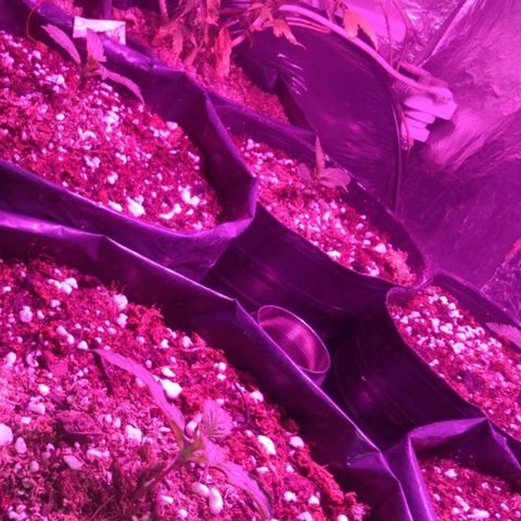 Tangie XXL Auto growlog timeline photo