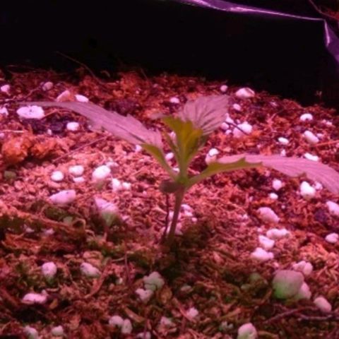 Tangie XXL Auto growlog timeline photo