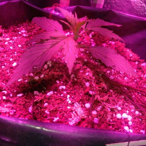Tangie XXL Auto growlog timeline photo