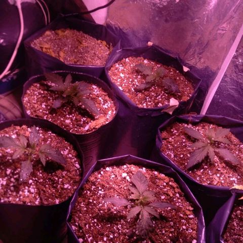 Tangie XXL Auto growlog timeline photo