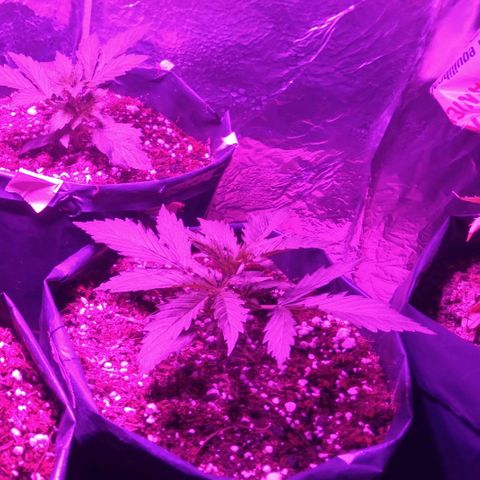 Tangie XXL Auto growlog timeline photo