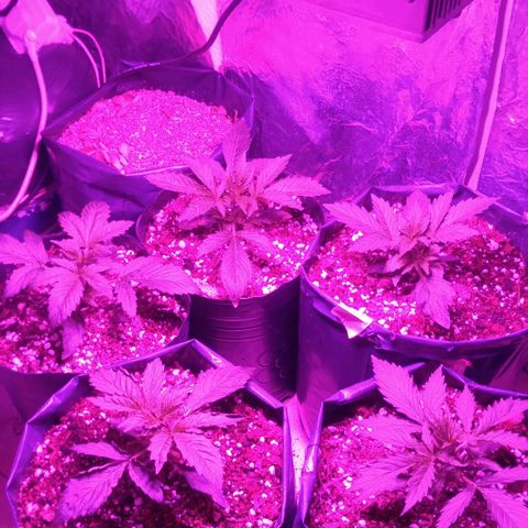 Tangie XXL Auto growlog timeline photo
