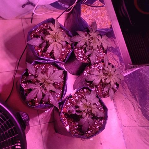 Tangie XXL Auto growlog timeline photo