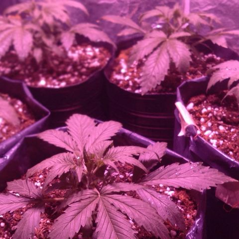 Tangie XXL Auto growlog timeline photo