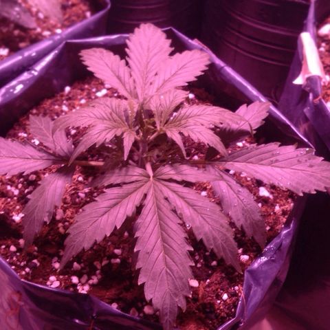 Tangie XXL Auto growlog timeline photo