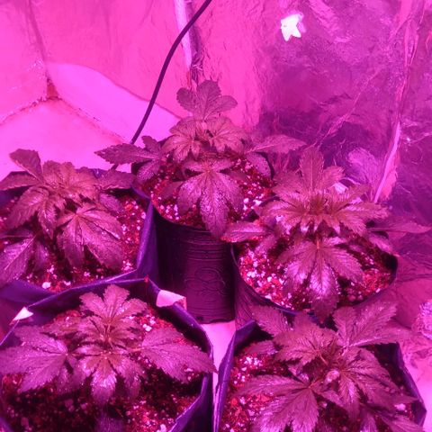 Tangie XXL Auto growlog timeline photo