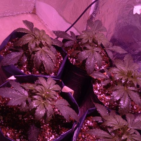 Tangie XXL Auto growlog timeline photo