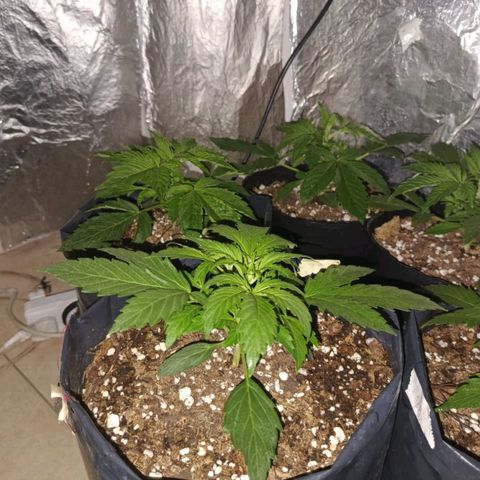 Tangie XXL Auto growlog timeline photo