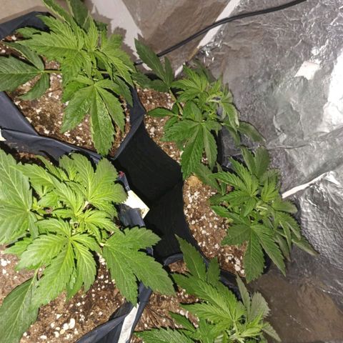 Tangie XXL Auto growlog timeline photo