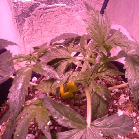 Tangie XXL Auto growlog timeline photo