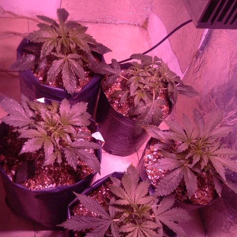 Tangie XXL Auto growlog timeline photo