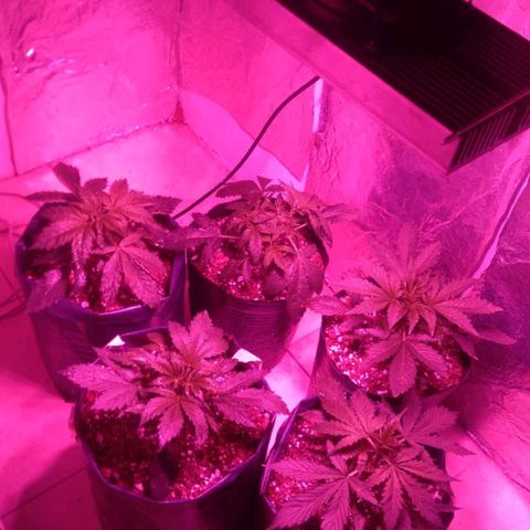 Tangie XXL Auto growlog timeline photo