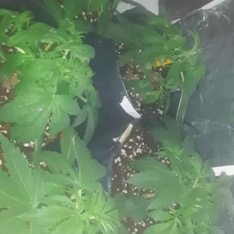 Tangie XXL Auto growlog timeline photo