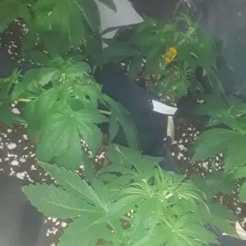 Tangie XXL Auto growlog timeline photo