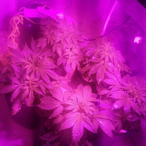Tangie XXL Auto growlog timeline photo