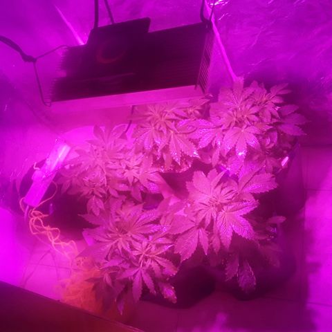Tangie XXL Auto growlog timeline photo