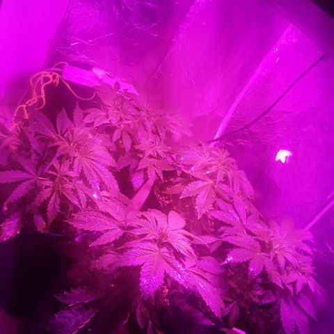 Tangie XXL Auto growlog timeline photo
