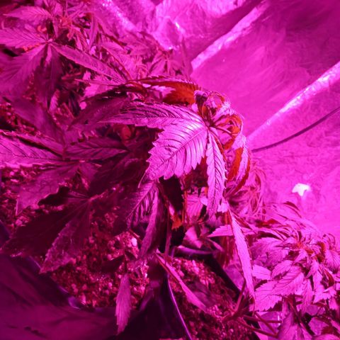 Tangie XXL Auto growlog timeline photo