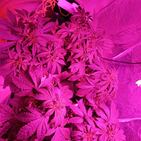 Tangie XXL Auto growlog timeline photo