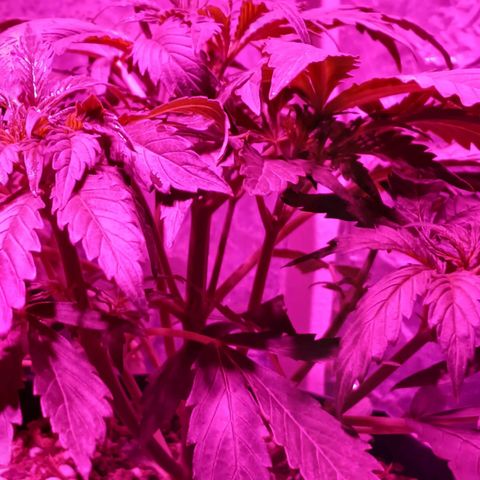 Tangie XXL Auto growlog timeline photo