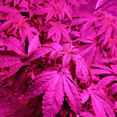 Tangie XXL Auto growlog timeline photo