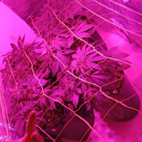 Tangie XXL Auto growlog timeline photo