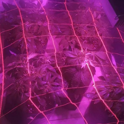 Tangie XXL Auto growlog timeline photo