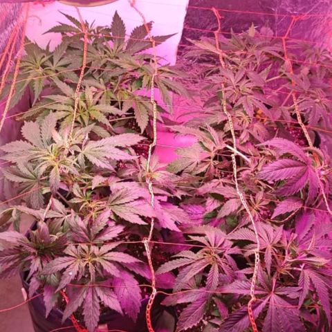 Tangie XXL Auto growlog timeline photo