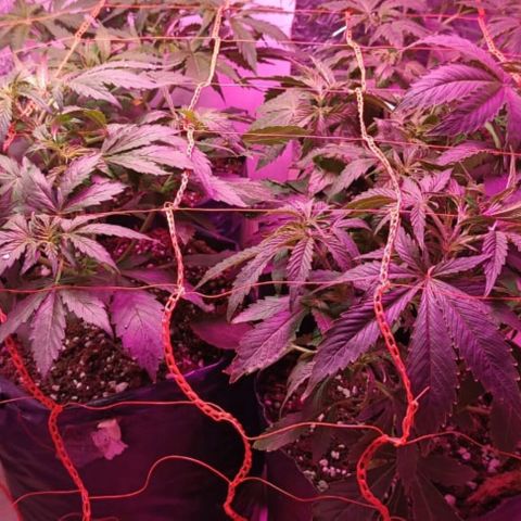 Tangie XXL Auto growlog timeline photo