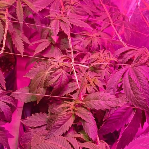 Tangie XXL Auto growlog timeline photo